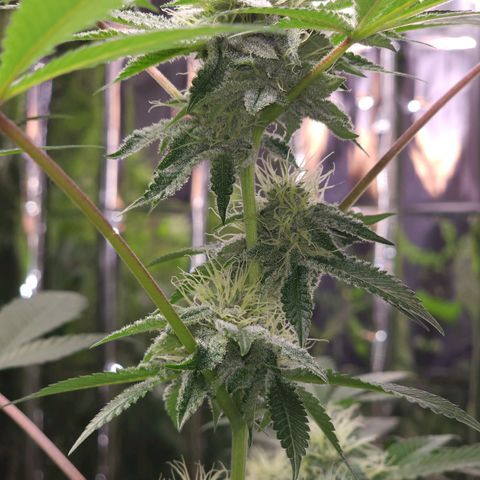 Tropicana Cherry growlog timeline photo