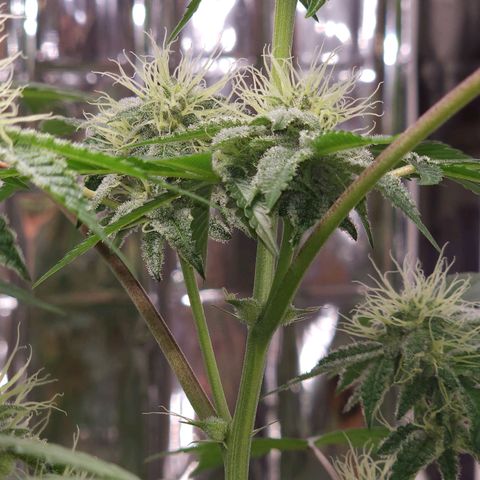 Tropicana Cherry growlog timeline photo