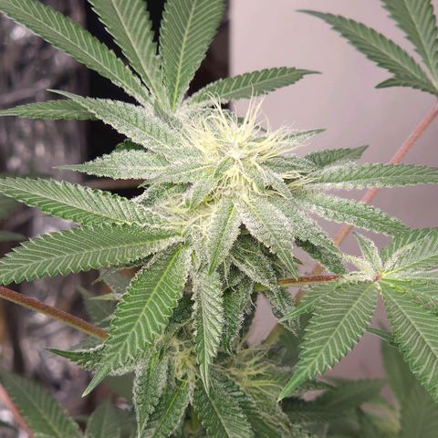 Tropicana Cherry growlog timeline photo