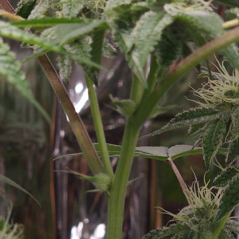 Tropicana Cherry growlog timeline photo