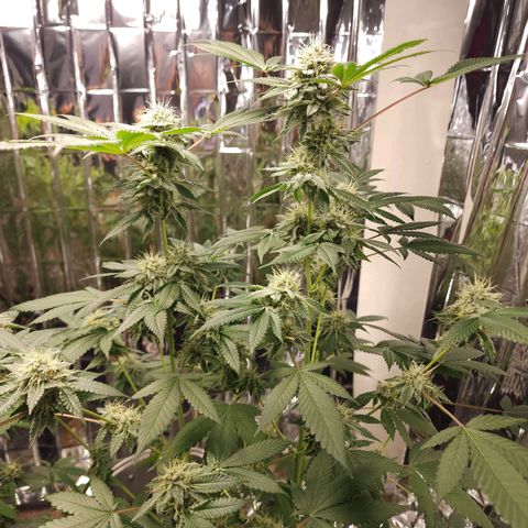 Tropicana Cherry growlog timeline photo