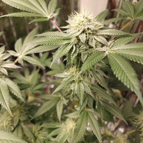 Tropicana Cherry growlog timeline photo