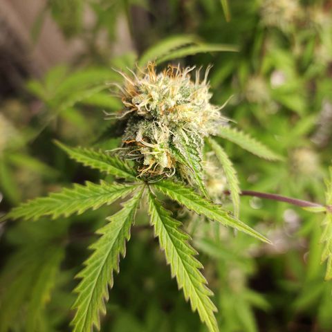 Jungle Boys La Baker growlog timeline photo