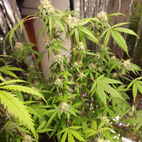 Jungle Boys La Baker growlog timeline photo
