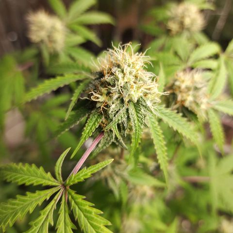 Jungle Boys La Baker growlog timeline photo