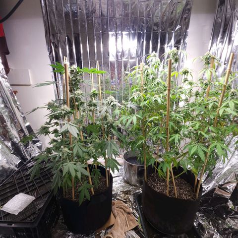 Tropicana Cherry growlog timeline photo