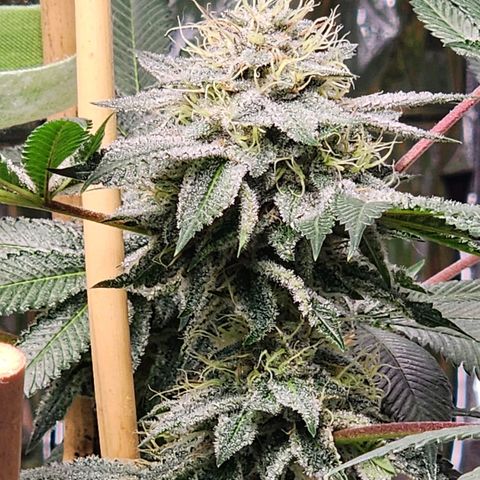 Tropicana Cherry growlog timeline photo