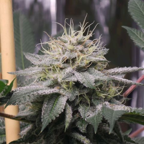 Tropicana Cherry growlog timeline photo