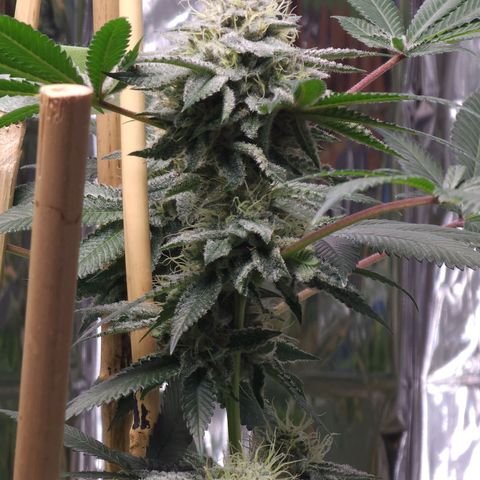 Tropicana Cherry growlog timeline photo