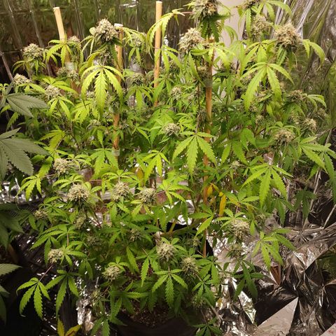 Jungle Boys La Baker growlog timeline photo