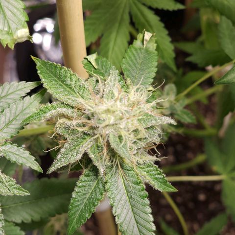 Tropicana Cherry growlog photo: Leaves turned up near buds on bottom of plant only so far