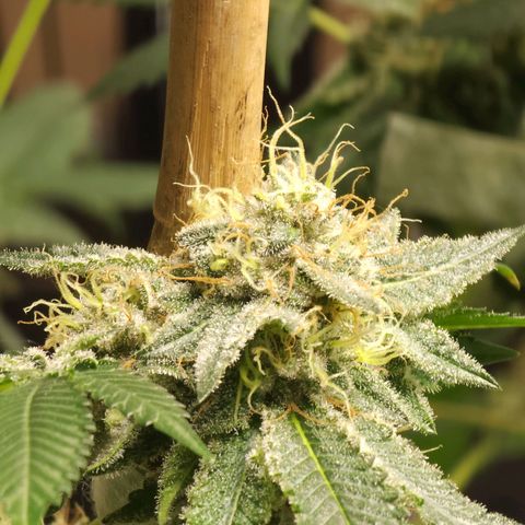 Tropicana Cherry growlog photo: Leaves turned up near buds on bottom of plant only so far