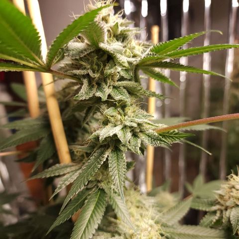 Tropicana Cherry growlog photo: Leaves turned up near buds on bottom of plant only so far
