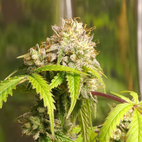 Jungle Boys La Baker growlog timeline photo