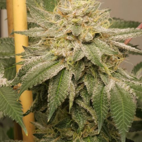 Tropicana Cherry growlog timeline photo