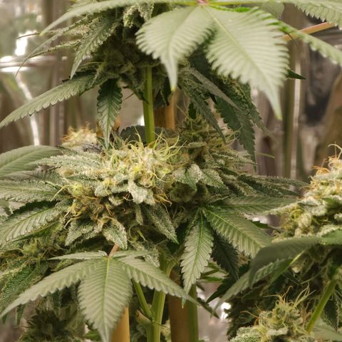 Tropicana Cherry growlog timeline photo
