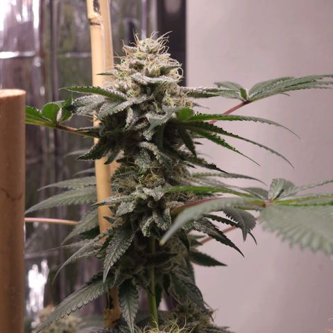 Tropicana Cherry growlog timeline photo