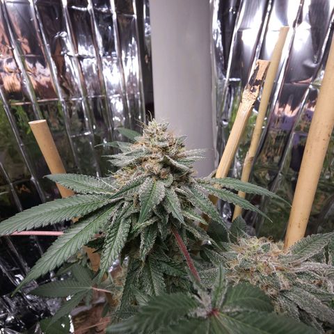 Tropicana Cherry growlog timeline photo