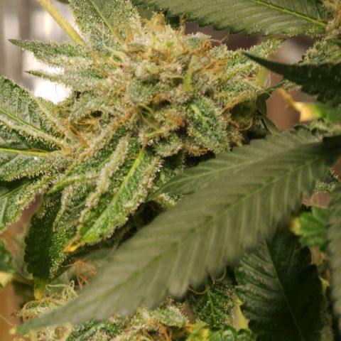 Tropicana Cherry growlog timeline photo