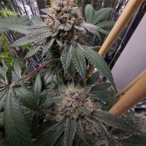 Tropicana Cherry growlog timeline photo