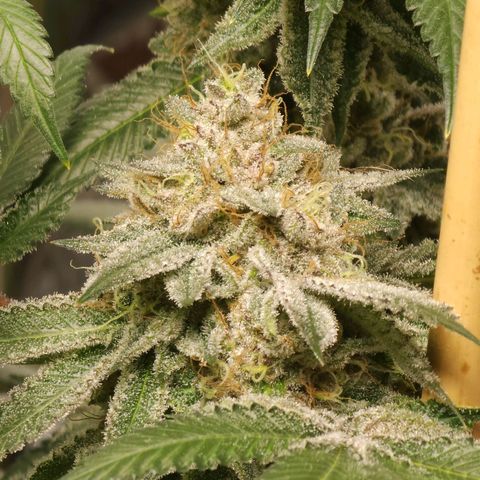 Tropicana Cherry growlog timeline photo