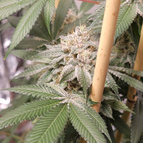 Tropicana Cherry growlog timeline photo