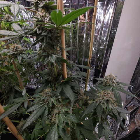 Tropicana Cherry growlog timeline photo