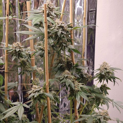 Tropicana Cherry growlog timeline photo