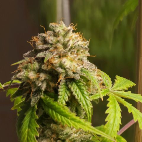 Jungle Boys La Baker growlog timeline photo