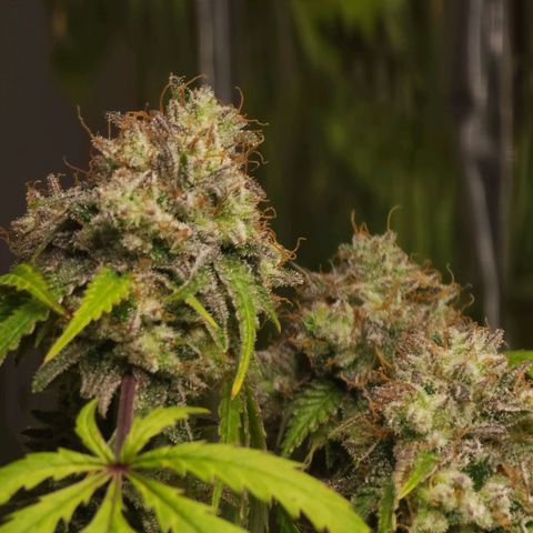 Jungle Boys La Baker growlog timeline photo