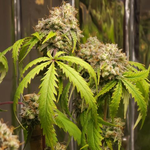 Jungle Boys La Baker growlog timeline photo