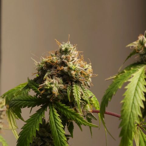 Jungle Boys La Baker growlog timeline photo