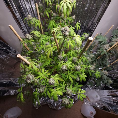 Jungle Boys La Baker growlog timeline photo