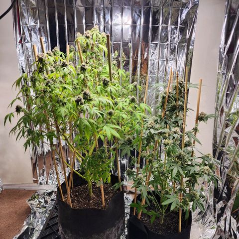 Jungle Boys La Baker growlog timeline photo