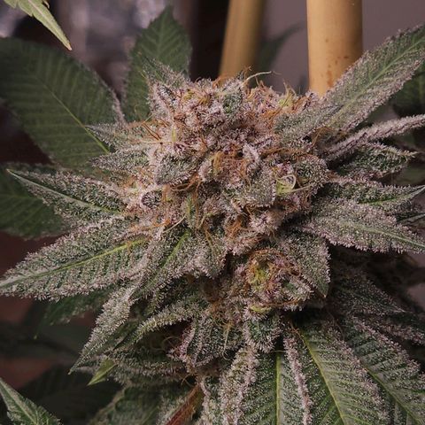 Tropicana Cherry growlog timeline photo