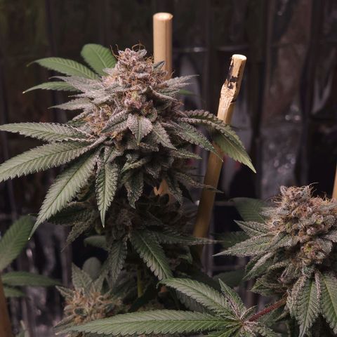 Tropicana Cherry growlog timeline photo