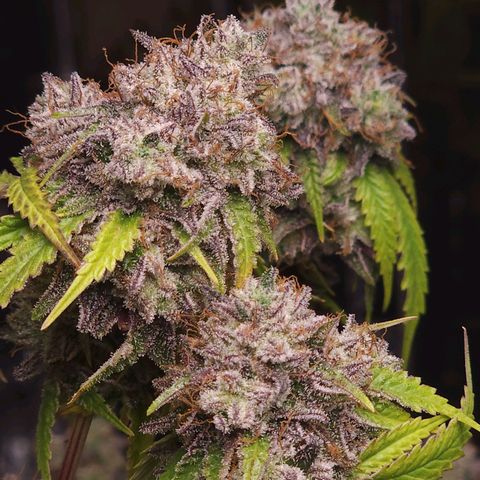 Jungle Boys La Baker growlog timeline photo