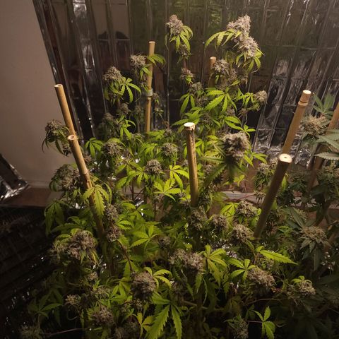 Jungle Boys La Baker growlog timeline photo