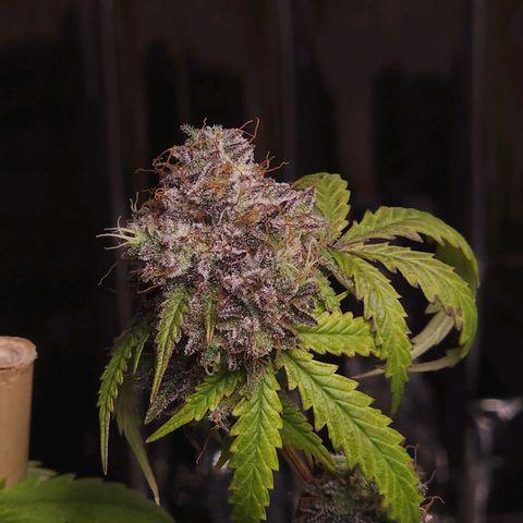 Jungle Boys La Baker growlog timeline photo