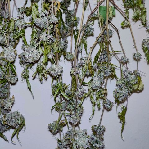 Jungle Boys La Baker growlog timeline photo