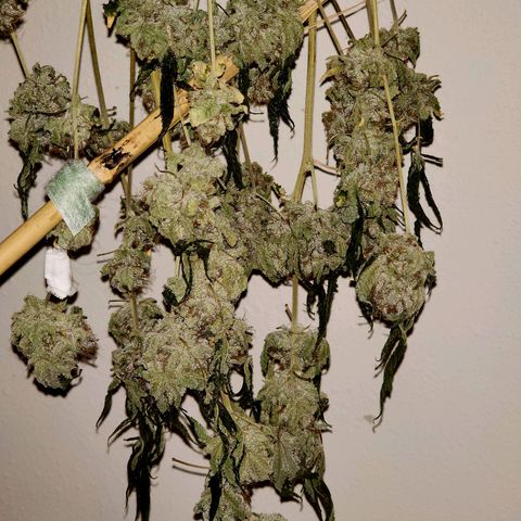 Tropicana Cherry growlog timeline photo
