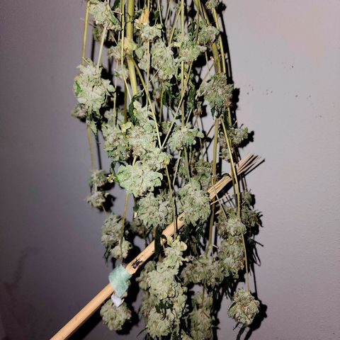 Tropicana Cherry growlog timeline photo