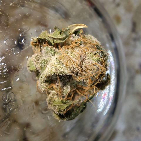 Tropicana Cherry growlog timeline photo