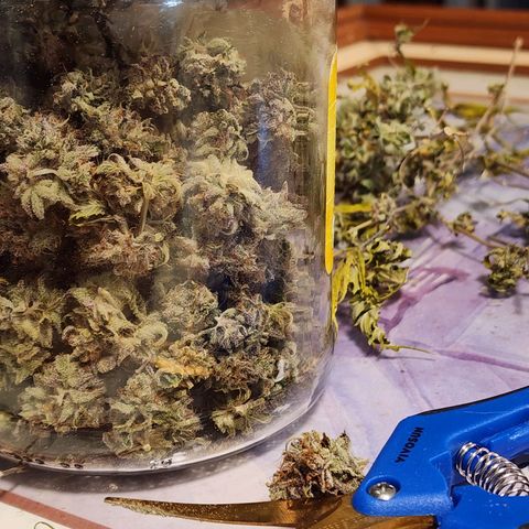 Jungle Boys La Baker growlog photo: 46 grams total dry weight