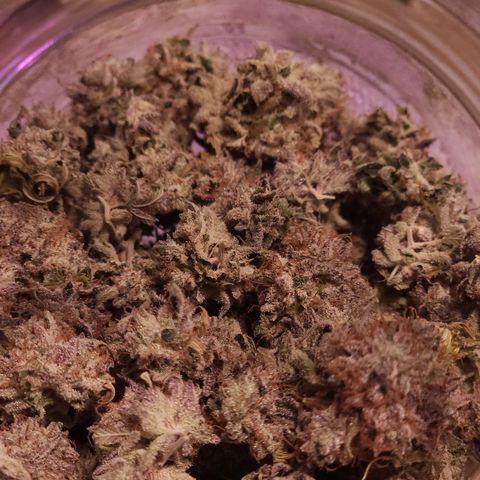 Jungle Boys La Baker growlog photo: 46 grams total dry weight