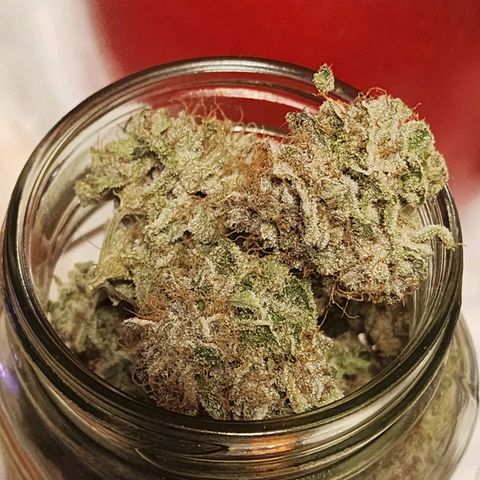 Tropicana Cherry growlog timeline photo
