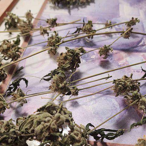 Tropicana Cherry growlog timeline photo