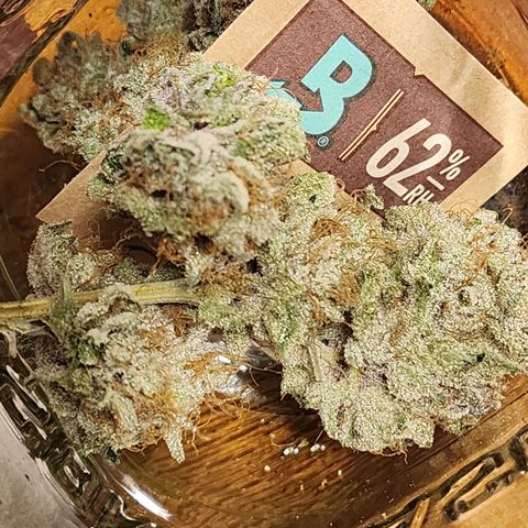 Tropicana Cherry growlog timeline photo