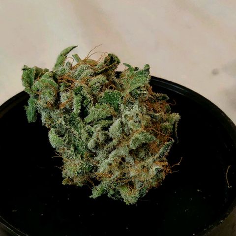 Tropicana Cherry growlog timeline photo
