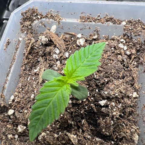 Grandaddy purple, week one WED 21 Dec. growlog timeline photo
